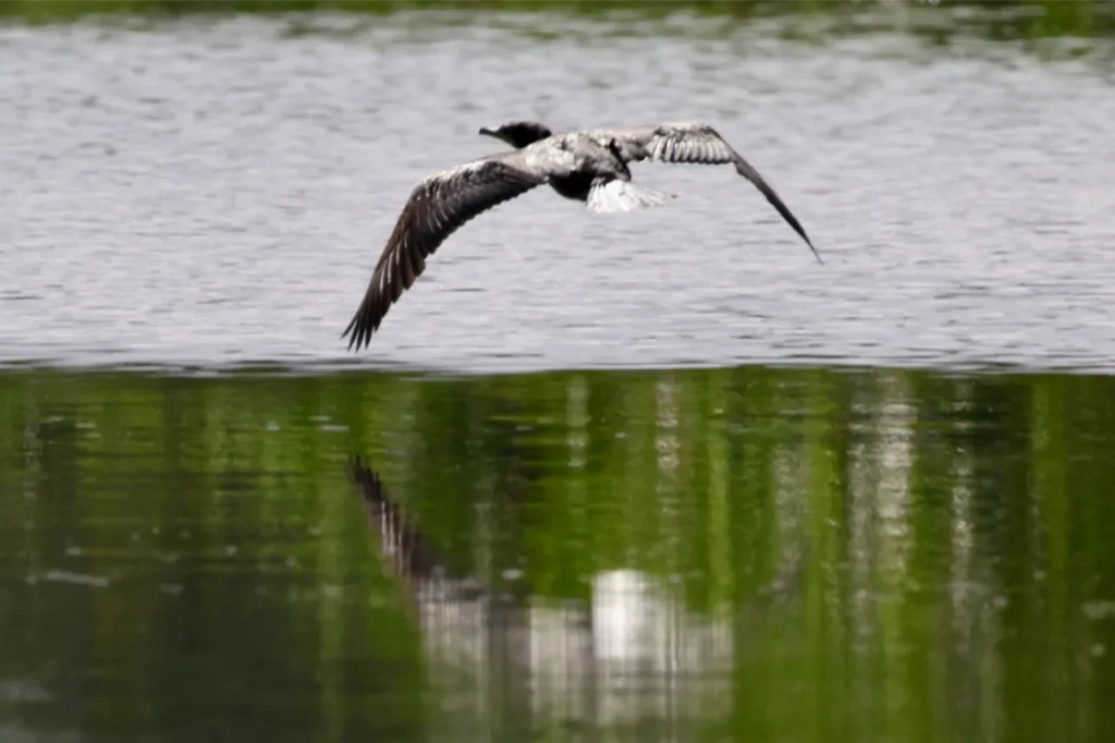 Exotic bird species on Mahaica River wildlife tour